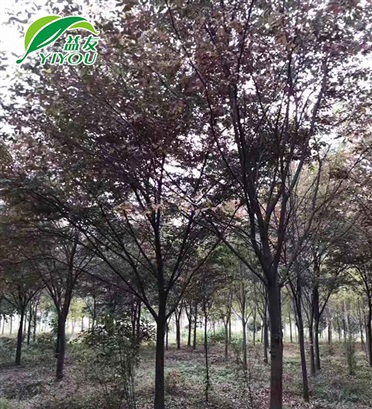 影院專用黑色礦棉板與配套烤漆龍骨系列