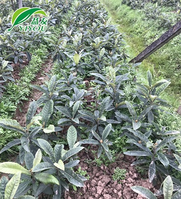 穿孔石膏板系列
