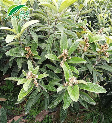 穿孔石膏板系列